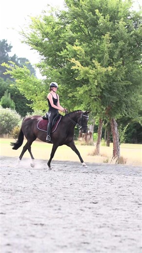 Photoshoot number 2 for 2026 👌 I really felt like I was doing well this year until I organised some folders on my computer and discovered that in 2024 I did 17 photoshoots - most of them in January and February 🫣 I now feel very much behind 😅 Saddle pads are all from punkponies.com @Kenzie #equestrianphotography #dressage