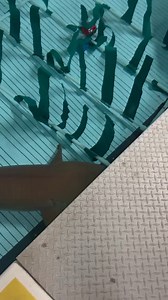 In this #MomentOfBlue from Keeper Heily, our female nurse shark swims through the “kelp forest” in the off-exhibit medical pool that is connected to the Hudson Canyon habitat. Keeper Heily will place “kelp” in the clinic pool to keep specific animals stimulated and distracted while other species are in training sessions. The keepers conduct enrichment and training sessions with the nurse sharks in the medical pool to help them feel comfortable in this off-exhibit area. This helps if we have any 