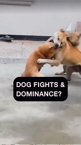 10K views · 65 reactions | IS DOMINANCE FOR HIERARCHY REAL? Some say no, I say different. Even as humans we have a hierarchy in society. When a person walks into a room we start accessing hierarchy even tho its subconscious. We are animals by the way and nature is still in us. Comment below on your thoughts #dogtraining #dogtrainer #dogs #hierchy #naturalselection #dominance #aggression #fight #dogfight #drama #bodybuilding | Bulletproofk9s - Bulletproof Pitbulls | Facebook