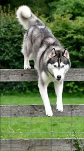 The Wolf Inside Your Dog | AI tells animal tales