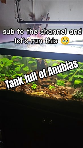 Beautiful 20 gallon aquarium #freshwater #aquarium #fishtank #suppport #plantedtank #liveplants