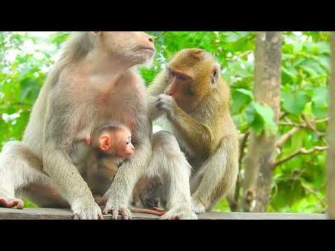 Living and raising monkeys in the wild