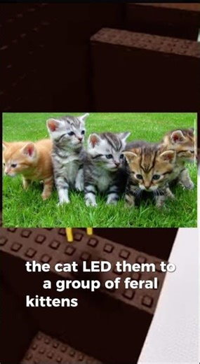 Creepy Cat Story😬#roblox#creepy#cats#stories