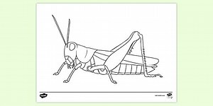 Grasshopper Colouring Pages