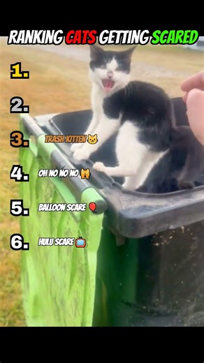 Ranking the Most Dramatic Cat Freak-Outs #cats #funny #shorts