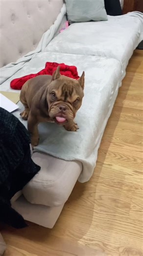 Grumpy Face Dog Compilation