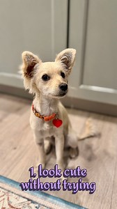 Hi! I’m Tussie Mussie and i’ll be making my big adoption event debut on Saturday @platform_la between 11-1 so come say hi! I’m ridiculously adorable and i am looking for a home so if you know what’s good for you, you will head to our website for an adoption application. I’m a one year year old 8 lb #pomchi (best guess) and i am playful and outgoing and i can’t wait to meet you! #tussiemussie🦄 Foster @katy_clock @adamchazen LA, CA | A Purposeful Rescue