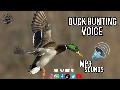 Gadwall Duck Sound for Hunting | Wild Duck Calling Sound #duck #sound #hunting