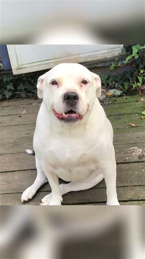 My soul dog Bella died suddenly two years ago. No last goodbye or I love you.
