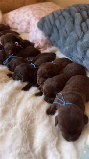 Our little nursery is FULL with ten chocolate English lab puppies 🥲 Is there anything more precious 🥰 Happy Thursday everyone! #chocolatelabpuppies #chocolatelab #chocolatelabs #englisanpuppies #englishlabs #chocolatelab #chocolatelabpuppy | The Happiest Labrador