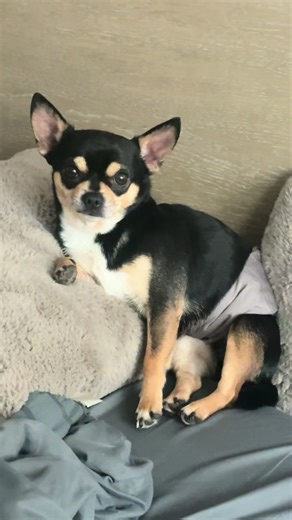 koko.beanie (@koko.beanie)’s videos with original sound - TimonToons