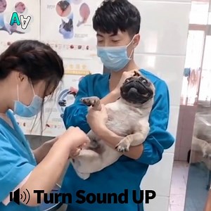 34K views · 309 reactions | Try not to laugh at these hilarious animal noises  | Animal Antics | Facebook