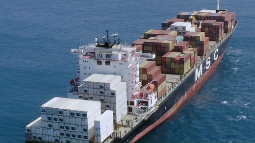 1.4K views · 35 reactions | Khapra beetle (Trogoderma granarium) is...