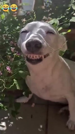 Die lustigsten Fails der Woche 😭😂