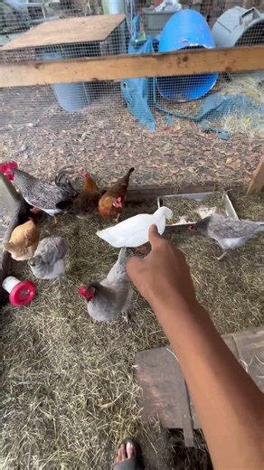 I think my duck was attacking my chicken