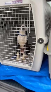 Please donate🙏🥹. Today we were able to assist in helping this very young momma and her 4 babies from a horrible hoarding situation. This little family deserved better. After hours of intake by all of our selfless volunteers, momma Faith and babies Lucky, Chance, Clover and Hope are resting well in a clean warm kennel with full bellies, much needed grooming and medical care .They will only know love and kindness as they continue their journey to find furever homes. We could not do this without 