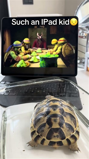 He has a screen time limit now! #tortoise #pets #animals