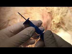 犬の骨髄穿刺 Bone marrow aspiration in dogs