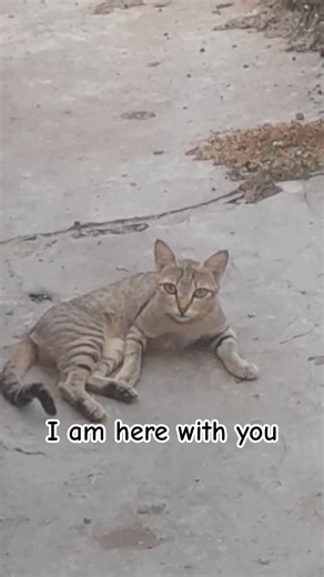 am always your friend ❤️ #cat #viralshorts #catshorts #shortsfeed