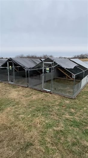 💕 Love is in the air this weekend. Come see us! 💕 Current pullets available: 16 weeks old: Black Stars, Red Stars, Pearl White Leghorns. 16 weeks old: McMurray Ameraucana, Barred Rock, Black Australorp, Buff Orpington, New Hampshires, Partridge Rock, RIR. 18 weeks old: Easter Easter, Barred Rocks, Buff Orpingtons. - Saturday 9:00-5:00 & Sunday 1:00-5:00 - Please bring box or carrier for the girls. - Payment forms Cash, Check, Venmo, Zelle. - 5247 Plainview Rd. Sherman, Tx 75092 | Leird Farms