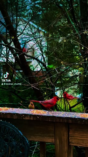 #fyp #onthisday #peaceful #beautiful #nature