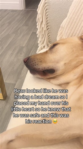 This melted my heart 🥹🥰 #labracadabrador #labrador #dog #funnydog #beauthelabracadabrador