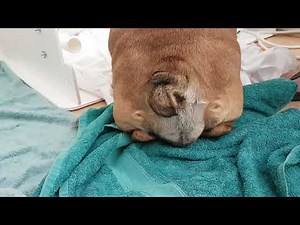 GRAPHIC - English bulldog gives birth naturally - very rare!!