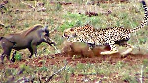 🐗🐆 A rare confrontation between cheetah and warthog caught on camera in South Africa's Kruger National Park | Roaring Earth