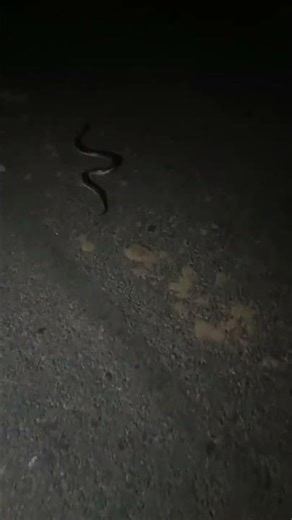 common crack snake 🐍🐍🐍🐍 rescue Satish Kumar sathla Bulandshar