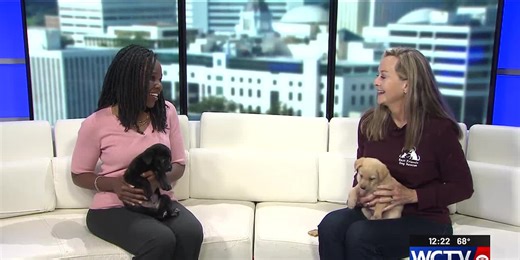 Wild Wednesday: Meet Ken and Barbie with the Best Friends Dog Rescue