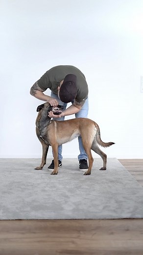 TK9F by M.Rogosin | Dog Training & Coaching on Instagram: "„Part 1: K9-First-Aid Advice “ . You can do already a lot to prepare yourself and your K9 for the „worst“! . Next to a good K9 First-Aid-Kit (IFAK) and a solide knowledge, it is important that you teach your dog be comfortable with „strange / unusual“ way of touching! . As first Stage: Do the training every 2/3 Days for 2-3min during cuddle time at home! . Make your dog comfortable by getting touched in standing position on the Belly, un