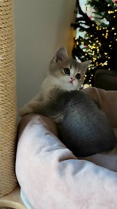 107 reactions · 4 comments | Aria殺#scottishstraight #cats #kitten #scottishfoldlovers #catsofinstagram #breeder #cat | Słodkie Misie - hodowla kotów szkockich / scottish cats cattery | Facebook