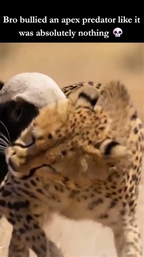 Cheetah Picks A Fight With A Honey Badger... Gets Bullied #animals #shorts