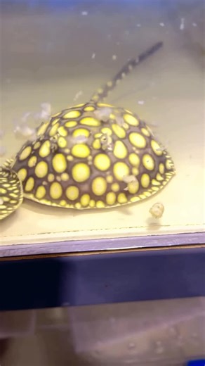 Predatory Fins ® | Rare & Exotic Fish Store on Instagram: "Searching for the perfect freshwater stingray? At PredatoryFins.com, we offer an elite selection ranging from beginner-friendly rays to some of the most rare and high-end specimens in the world. Quality. Health. Exclusivity. #aquarium #aquariumhobby #monsterfish #fishtank #monsterfishkeepers #rarefish #bigfish #stingays #freshwateraquarium #freshwaterfish #freshwaterstingray"