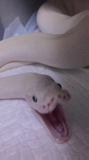 うるさいよ( ･᷄ὢ･᷅ )#爬虫類 #自慢のペット #ボールパイソン #reptile #snake #動物コレクション #vlog #みんなに見せたい動画 #おすすめ #おすすめにのりたい #運営さんだいすき #pet #cute #animals #fyp #fypシ #ペットのいる暮らし