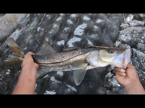 Snook Fishing in Port Charlotte Florida