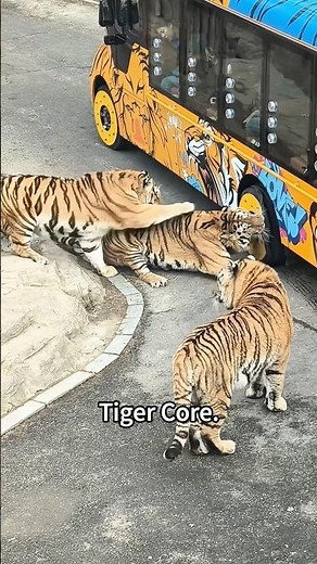 I love big cats 🐯 #tiger #tigers #cat #foryou #shorts