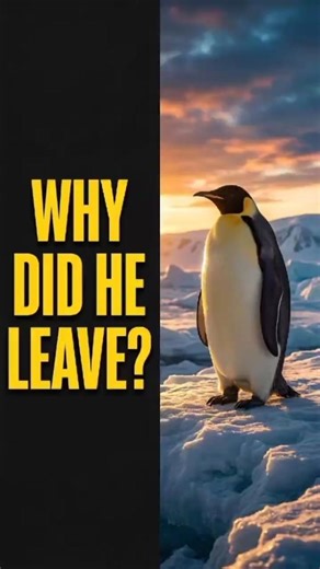 Why viral Penguin Left Its Colony |Truth behind lonely penguin| #Penguin#LonelyPenguin #wildlife