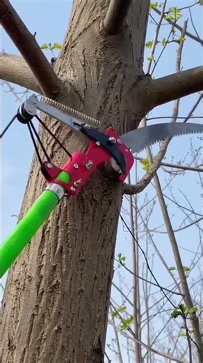 Tree top branches pruning process with long-reach scissors