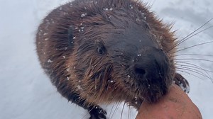 327K views · 6.2K reactions | Beavers are very winter hardy, but they still appreciate occasional treats | Spring Farm CARES Nature Sanctuary | Facebook