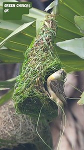 299K views · 10K reactions | The Sky’s Little Engineer ⚒️ #bayaweaver #nest #nestbuilding #nature #birdlife Baya Weavers build not just nests, but legacies—homes of love, safety, and strength. #NestBuilding #BirdLife #AvianArchitects #BayaWeaver #NatureInspired | Go Green Forlife | Facebook