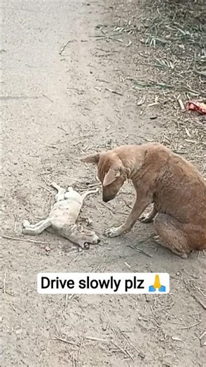 Heartbroken mother dog with dead puppies 🥺 | Mother Dog Crying 😭| RIP Puppies 🙏 #shorts #dog #dogs