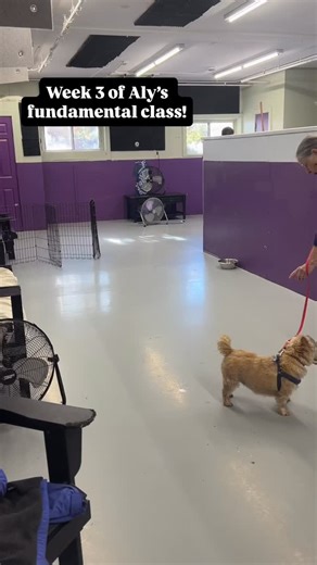 Week 3 of Aly’s fundamentals class! Ruby Rose & Mac are killing it!  | Dingo's Dogsitting | Facebook