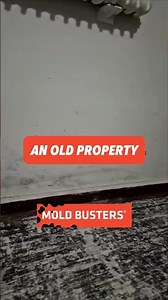 Basement Mold? Get a FREE Virtual Inspection
