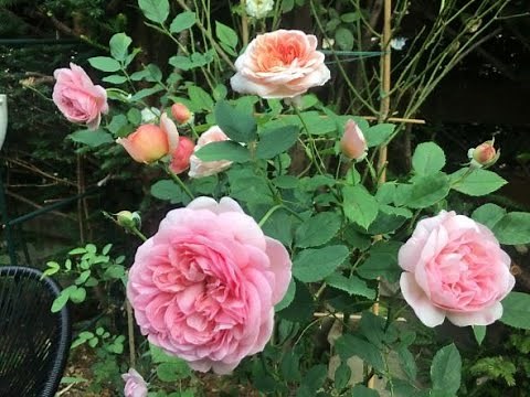 70 ROSES IN MY GARDEN (62 varieties, 20 David Austin roses) 70 rosiers dans mon jardin (62 variétés)