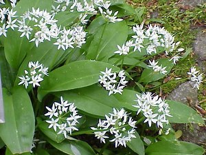 Allium ursinum - Alchetron, The Free Social Encyclopedia