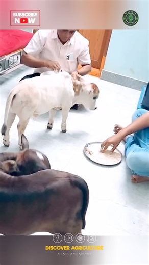 3.6K views · 33 reactions |  Meet the adorable Punganur cow - the...