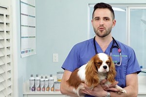 $9 Medicated Dog Shampoo Relieves Itchy Skin & Has Over 40,000 Fantastic Amazon Ratings