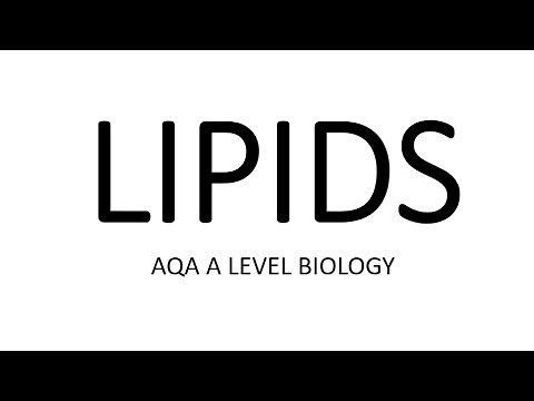 LIPIDS: AQA A LEVEL BIOLOGY + EXAM QUESTION RUN THROUGH