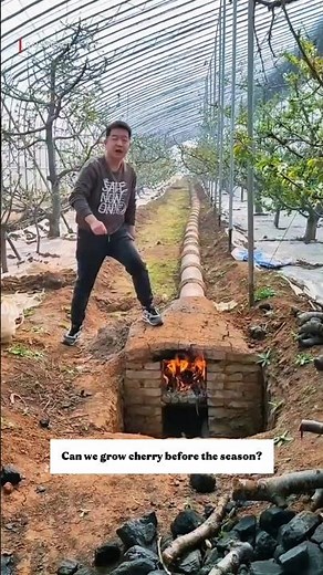 How China Grows Cherries 3 Months Early | Genius Greenhouse Heating Technique Explained #shorts
